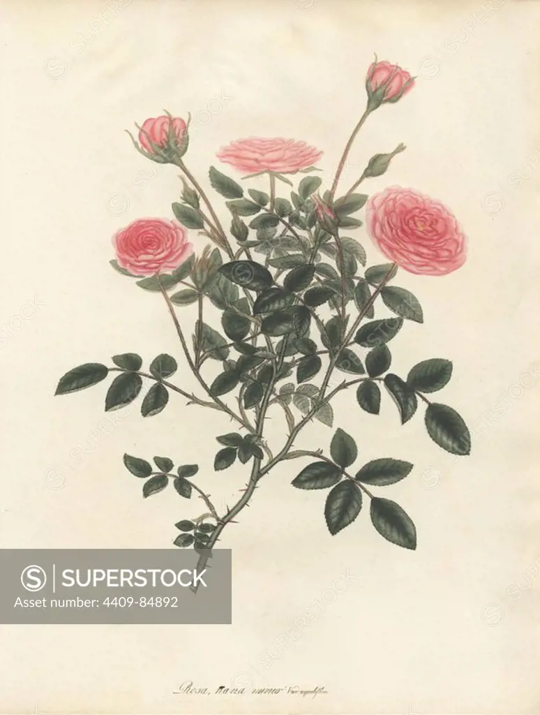 Pink rose, Rosa nana minor var. aequaliflora. Handcoloured copperplate botanical drawn, engraved and coloured by Henry Charles Andrews for his own "Roses, a monograph of the genus Rosa," London, 1805. Andrews was an English botanist, artist and engraver who published the "Botanist's Repository" from 1797 to 1812 and separate volumes on roses, geraniums and heaths.