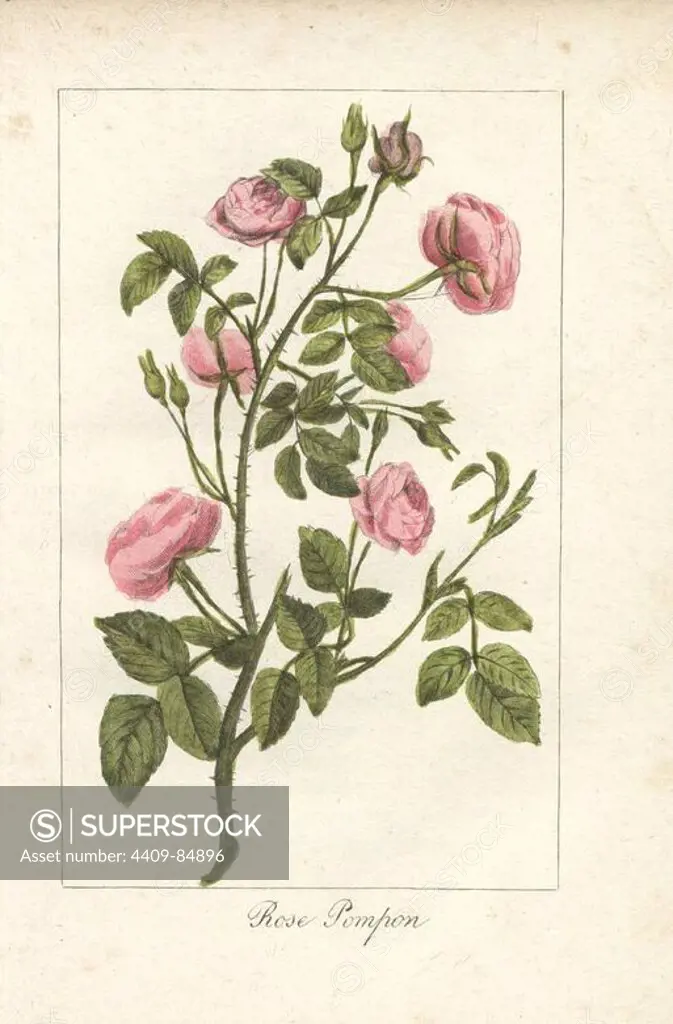 Pink button rose, rose pompon, Rosa pomponia. Handcoloured copperplate engraving of an illustration by Mlle. Prudhomme from "Hommage rendu a la Rose," Paris, circa 1815. A gift book with the history of the rose and a dozen botanical miniatures.