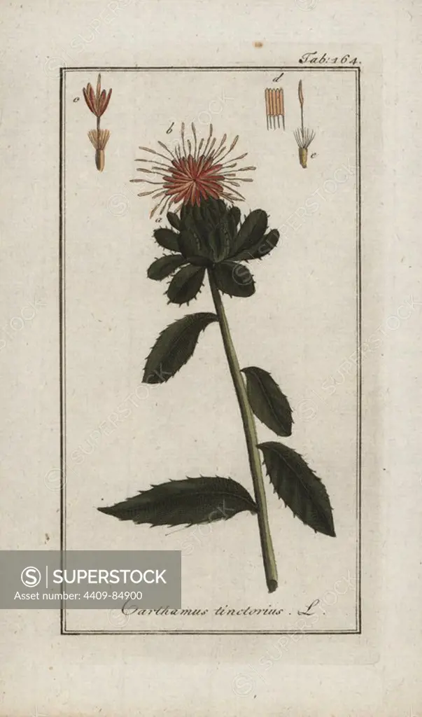Safflower, Carthamus tinctorius. Handcoloured copperplate botanical engraving from Johannes Zorn's "Afbeelding der Artseny-Gewassen," Jan Christiaan Sepp, Amsterdam, 1796. Zorn first published his illustrated medical botany in Nurnberg in 1780 with 500 plates, and a Dutch edition followed in 1796 published by J.C. Sepp with an additional 100 plates. Zorn (1739-1799) was a German pharmacist and botanist who collected medical plants from all over Europe for his "Icones plantarum medicinalium" for apothecaries and doctors.