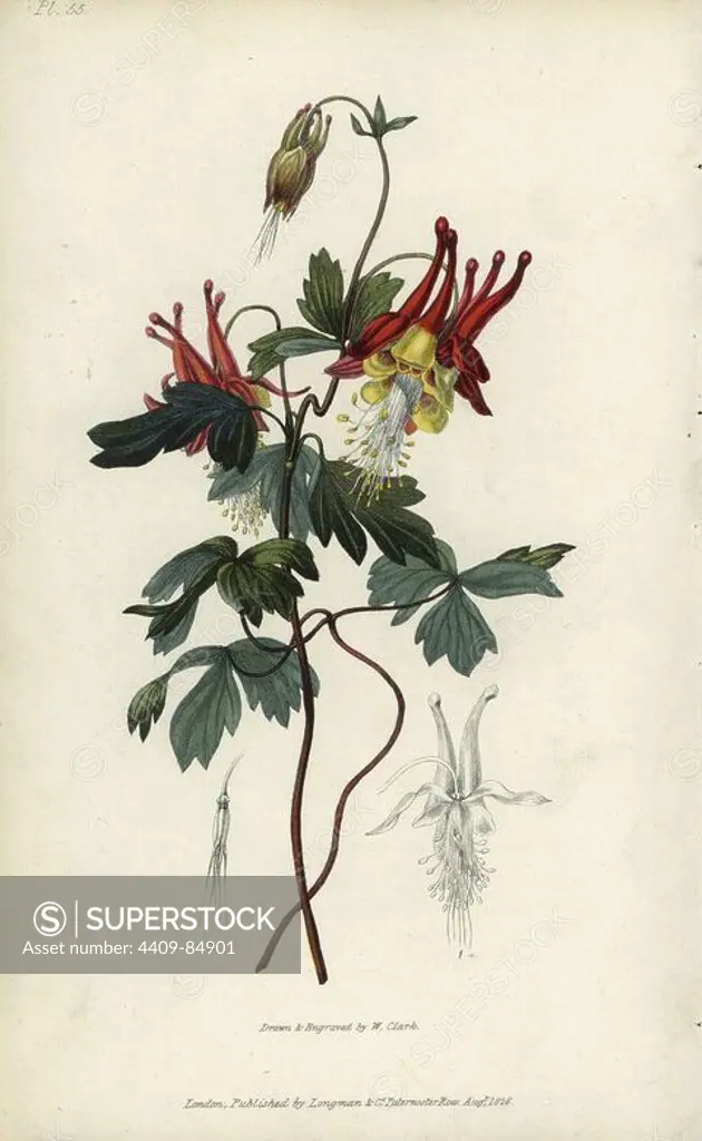 Slender Canadian columbine, Aquilegia canadensis gracilis. Handcoloured botanical illustration drawn and engraved by William Clark from Richard Morris's "Flora Conspicua" London, Longman, Rees, 1826. William Clark was former draughtsman to the London Horticultural Society and illustrated many botanical books in the 1820s and 1830s.