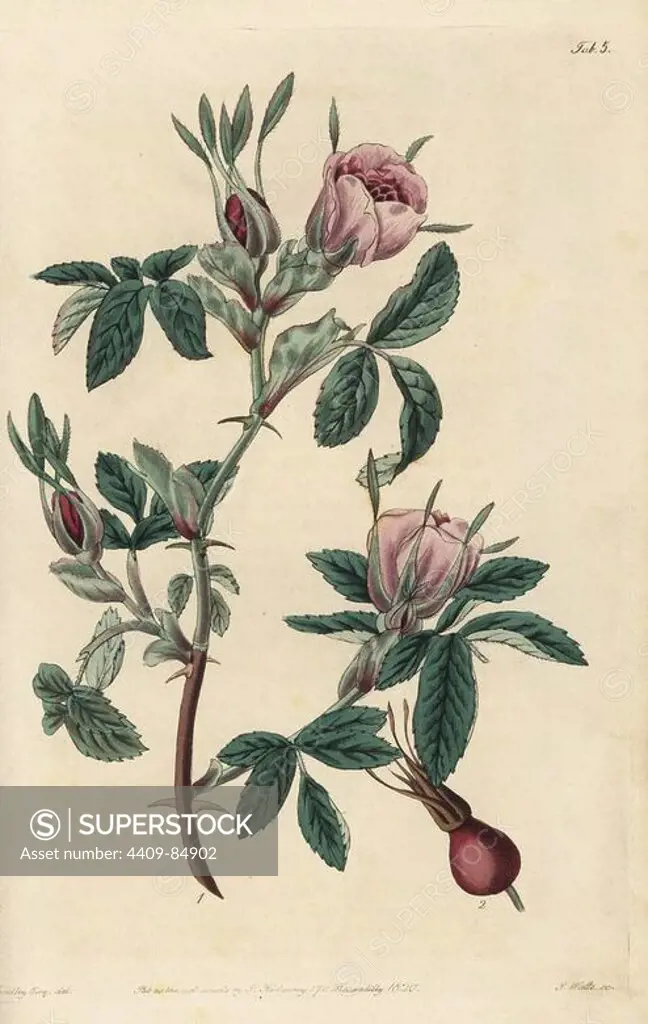 Cinnamon rose, Rosa cinnamomea, with flowers, buds, and rosehip. Handcoloured copperplate engraved by Watts from an illustration by John Lindley from his own "Rosarum Monographia, or a Botanical History of Roses," London, Ridgeway, 1820. Lindley (1799-1865) was an English botanist who specialized in roses and orchids. Lindley wrote and illustrated this monograph when just 22 years old. He went on to edit the "Botanical Register" from 1829 to 1847.