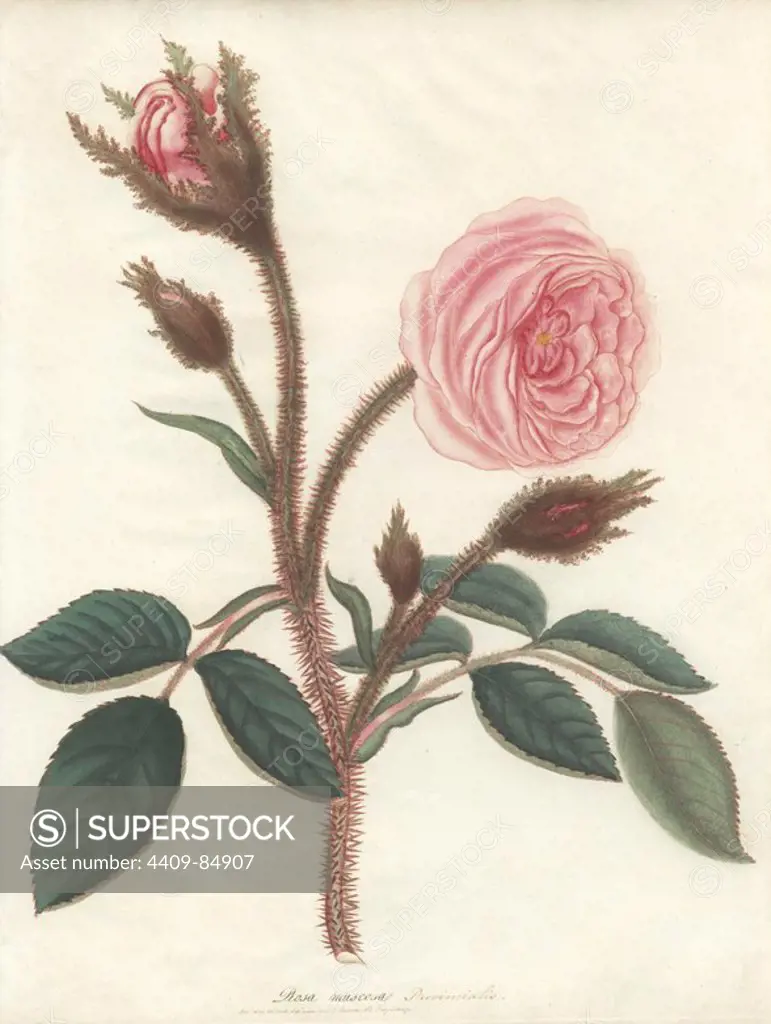Pink moss rose or Provence rose, Rosa muscosa provincialis. Handcoloured copperplate botanical drawn, engraved and coloured by Henry Charles Andrews for his own "Roses, a monograph of the genus Rosa," London, 1806. Andrews was an English botanist, artist and engraver who published the "Botanist's Repository" from 1797 to 1812 and separate volumes on roses, geraniums and heaths.