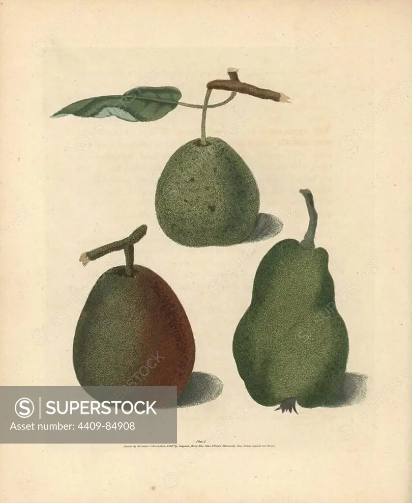 Pear varieties, Pyrus communis: Cressan, Gansell's Bergamot and Summer Bon Chretien. Handcoloured stipple engraving of an illustration by George Brookshaw from his own "Pomona Britannica," London, Longman, Hurst, etc., 1817. The quarto edition of the original folio edition published from 1804-1812. Brookshaw (1751-1823) was a successful cabinet maker who disappeared in the 1790s before returning as a flower painter with the anonymous "New Treatise on Flower Painting," 1797.