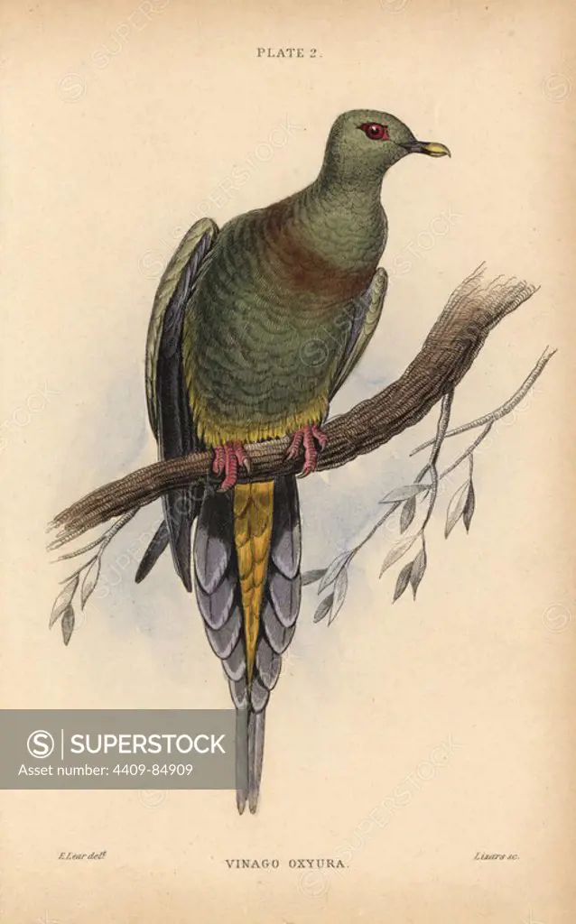 Sumatran Green Pigeon, Treron oxyurus (Sharp-tailed vinago, Vinago oxyura), near threatened, native to Indonesia. Handcoloured steel engraving by William Lizars after an illustration by Edward Lear from Prideaux John Selby's volume "Pigeons" in Sir William Jardine's "Naturalist's Library: Ornithology," published by W.H. Lizars, Edinburgh, 1835. Artist Edward Lear (1812-1888), today most famous for his literary nonsense and limericks, was a skilled ornithological artist who published "Illustrations of the Family of Psittacidae or Parrots" in 1832.