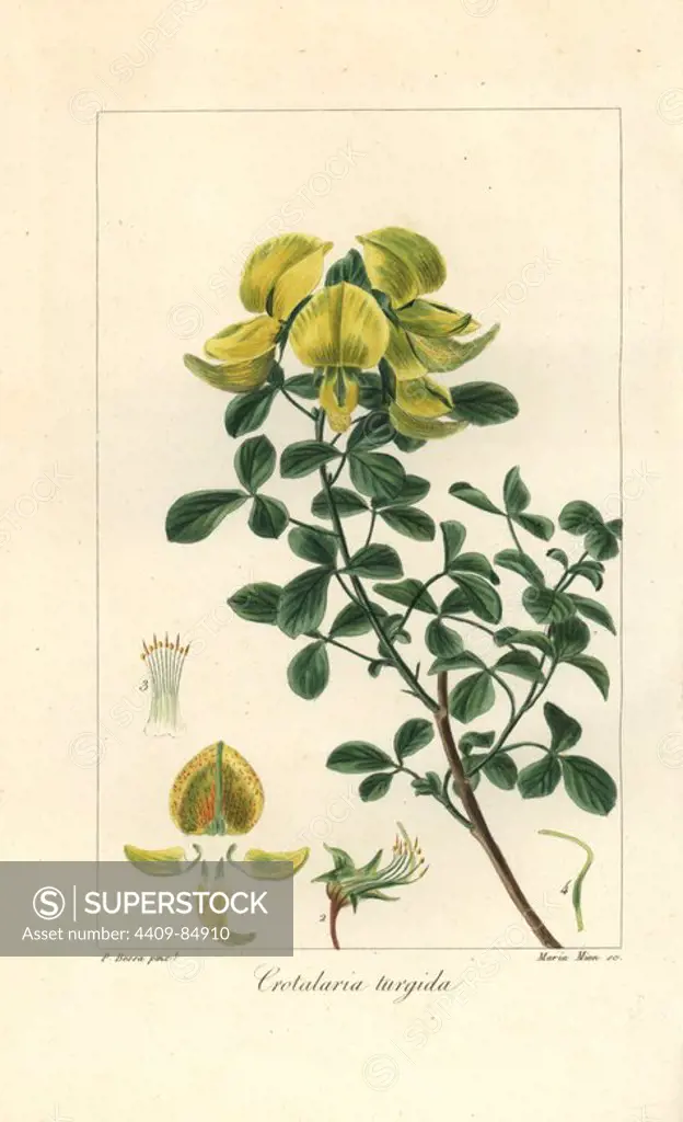 Rattlepod, Crotalaria turgida, native to Africa. Handcoloured stipple engraving on copper by Maria Mion from a botanical illustration by Pancrace Bessa from Mordant de Launay's "Herbier General de l'Amateur," Audot, Paris, 1820. The Herbier was published from 1810 to 1827 and edited by Mordant de Launay and Loiseleur-Deslongchamps. Bessa (1772-1830s), along with Redoute and Turpin, is considered one of the greatest French botanical artists of the 19th century.