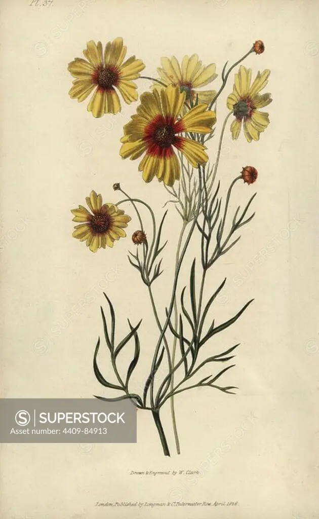 Plains coreopsis or calliopsis, Coreopsis tinctoria. Handcoloured botanical illustration drawn and engraved by William Clark from Richard Morris's "Flora Conspicua" London, Longman, Rees, 1826. William Clark was former draughtsman to the London Horticultural Society and illustrated many botanical books in the 1820s and 1830s.
