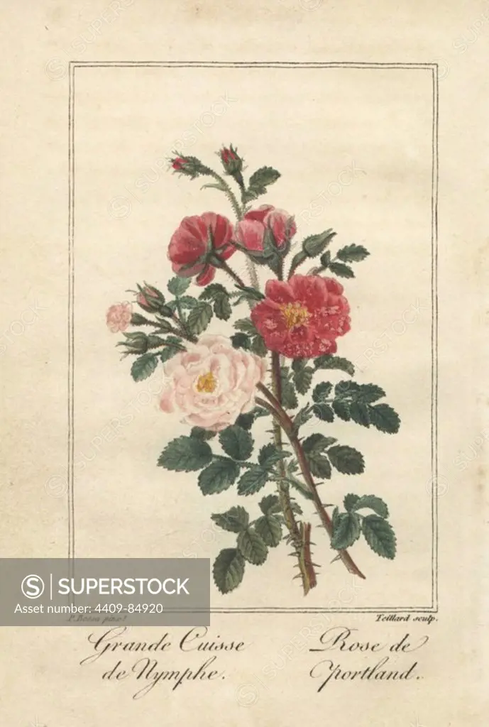 Grande cuisse de nymphe rose, great maiden's blush rose, Rosa alba hybrid, and Duchess of Portland rose, Rosa portlandica. Handcoloured illustration by Pancrace Bessa stipple engraved by Teillard from Charles Malo's "Histoire des Roses," Paris, 1818. A gift book for ladies with 12 miniature botanicals by Bessa, one of the great French flower painters of the 19th century.