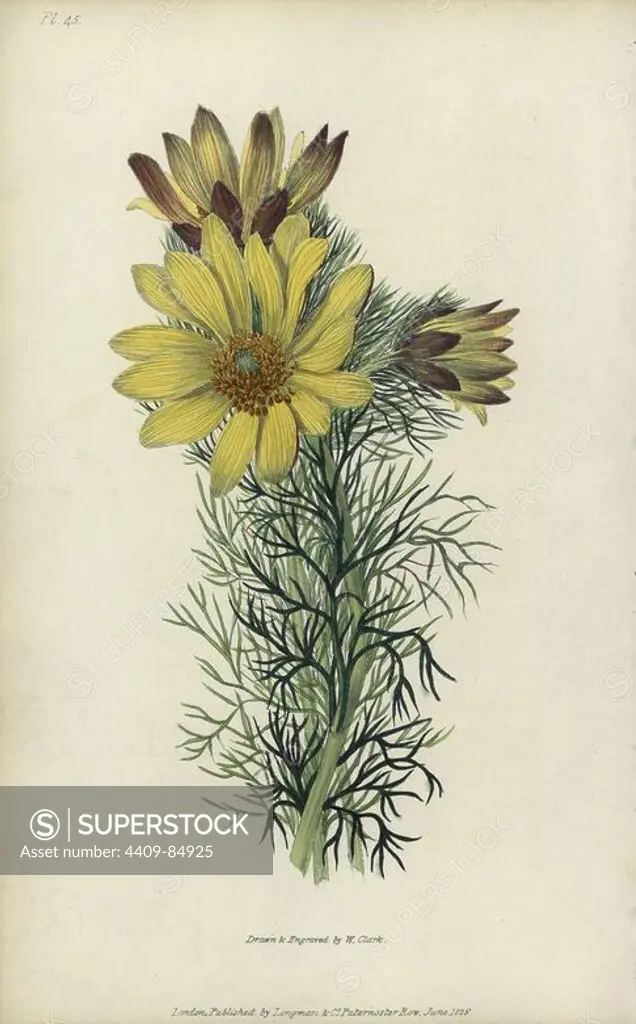 Spring pheasant's eye, Adonis vernalis. Handcoloured botanical illustration drawn and engraved by William Clark from Richard Morris's "Flora Conspicua" London, Longman, Rees, 1826. William Clark was former draughtsman to the London Horticultural Society and illustrated many botanical books in the 1820s and 1830s.