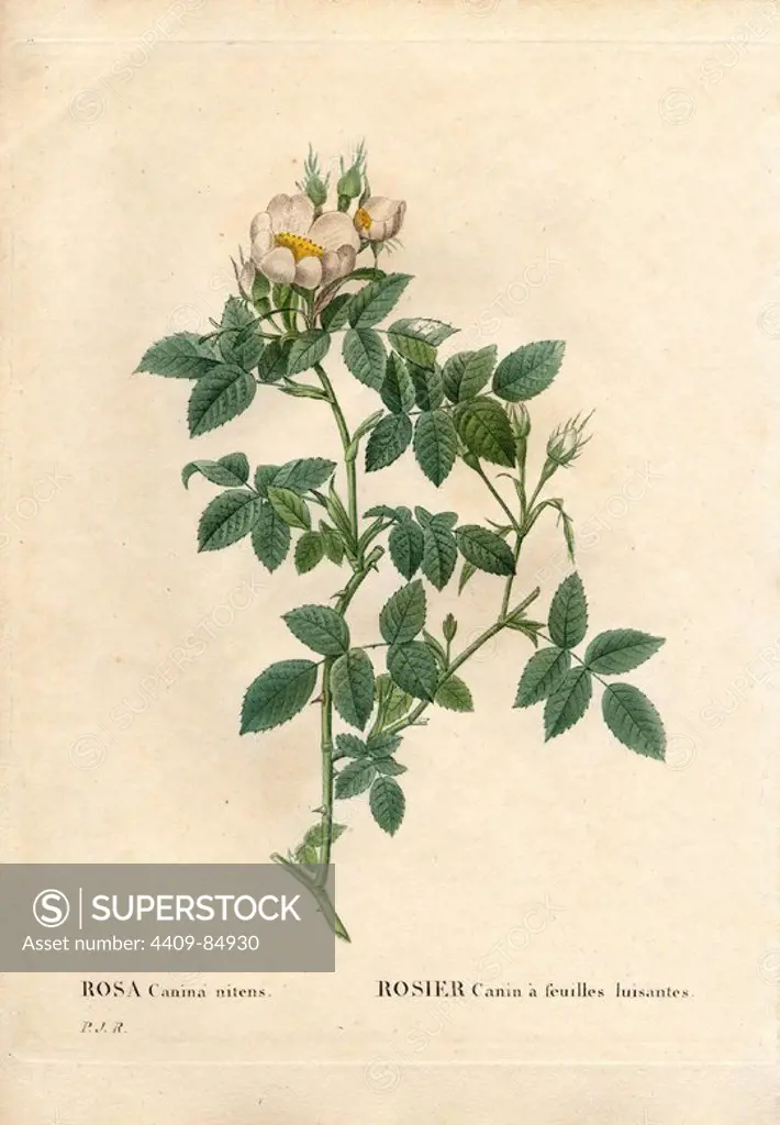 Shiny leaved dog rose, Rosa canina variety, Rosier canin a feuilles luisantes. Handcoloured stipple copperplate engraving from Pierre Joseph Redoute's "Les Roses," Paris, 1828. Redoute was botanical artist to Marie Antoinette and Empress Josephine. He painted over 170 watercolours of roses from the gardens of Malmaison.