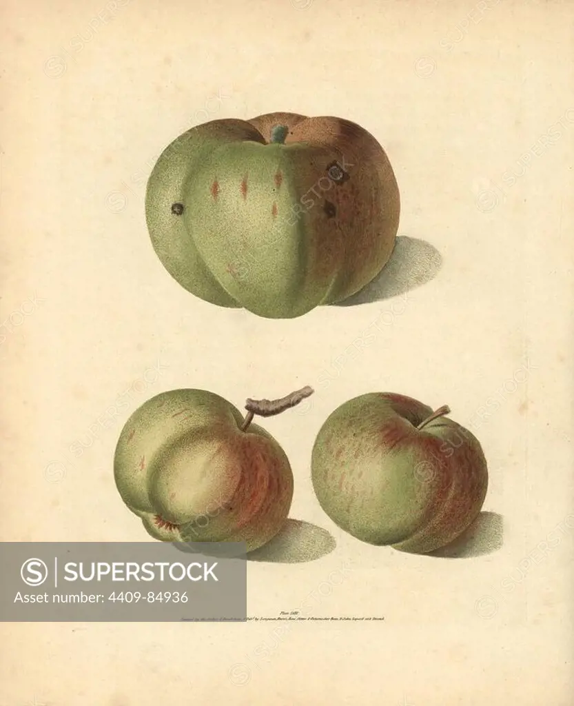 Apple varieties, Malus domestica: Royal or Winter Nonsuch, July Flower Apple and Summer Nonsuch. Handcoloured stipple engraving of an illustration by George Brookshaw from his own "Pomona Britannica," London, Longman, Hurst, etc., 1817. The quarto edition of the original folio edition published from 1804-1812. Brookshaw (1751-1823) was a successful cabinet maker who disappeared in the 1790s before returning as a flower painter with the anonymous "New Treatise on Flower Painting," 1797.