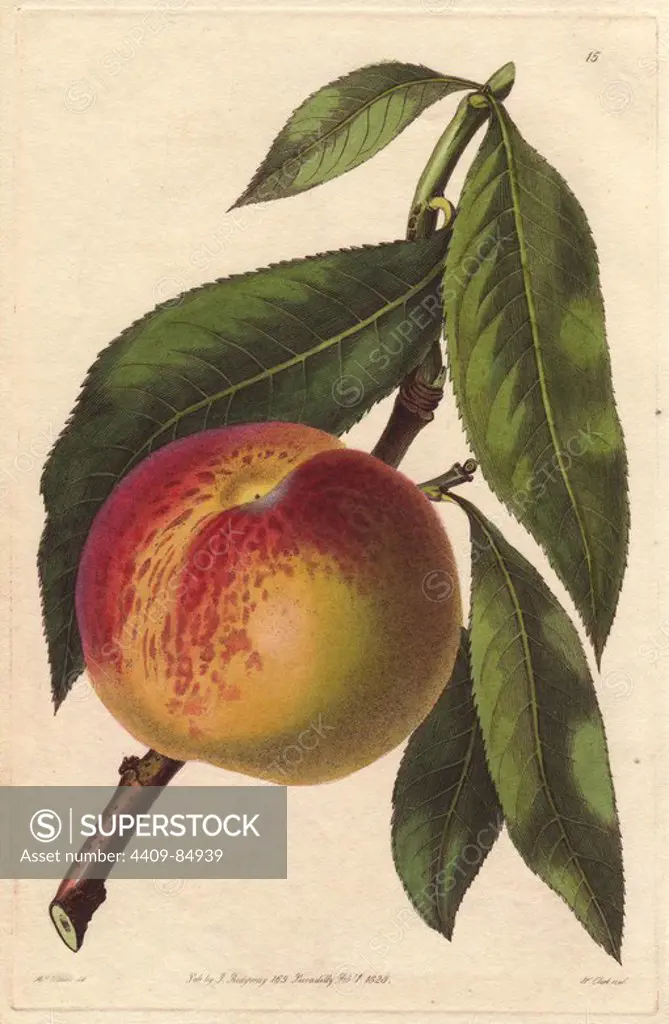 Malta peach, Prunus persica, variety of melting peach. Handcoloured copperplate engraving by William Clark from a botanical illustration by Augusta Withers from John Lindley's "Pomological Magazine," James Ridgway, London, 1828. The magazine was published in three volumes from 1828 to 1830 and discontinued at plate 152 because of a dispute between the editors. Lindley (1795-1865) was an English botanist and gardener who published books on roses, orchids, and fruit. Mrs. Withers (1793-1877) was an eminent Victorian botanical artist and Flower Painter in Ordinary to Queen Adelaide.