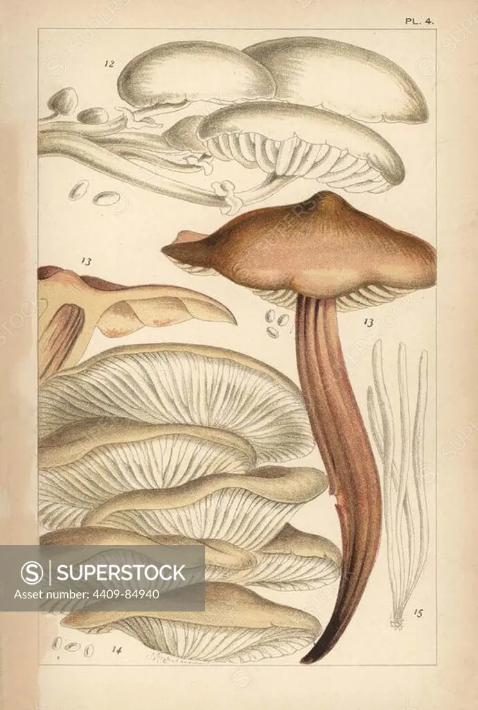 Porcelain mushroom, Oudemansiella mucida 12, spindleshank, Gymnopus fusipes 13, oyster mushroom, Pleurotus ostreatus 14 and fairy fingers, Clavaria fragilis 15. Chromolithograph after an illustration by M. C. Cooke from his own "British Edible Fungi, how to distinguish and how to cook them," London, Kegan Paul, 1891. Mordecai Cubitt Cooke (1825-1914) was a British botanist, mycologist and artist. He was curator a the India Musuem from 1860 to 1879, when he transferred along with the botanical collection to the Royal Botanic Gardens, Kew.