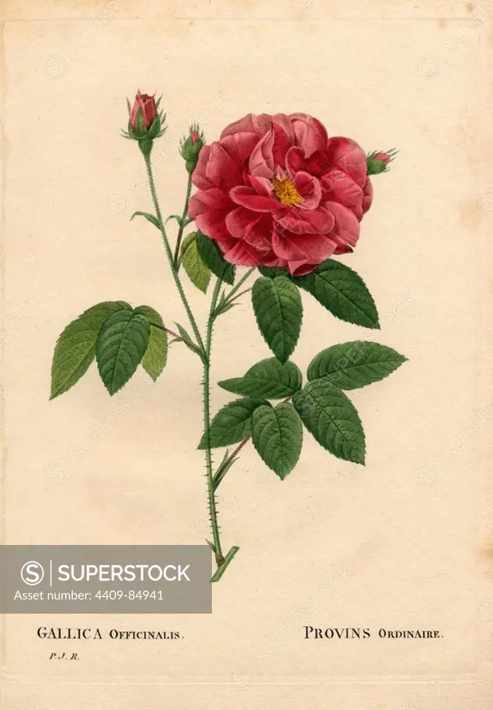 Apothecarys rose, Rosa gallica var. officinalis, Rosier de Provins ordinaire. Handcoloured stipple copperplate engraving from Pierre Joseph Redoute's "Les Roses," Paris, 1828. Redoute was botanical artist to Marie Antoinette and Empress Josephine. He painted over 170 watercolours of roses from the gardens of Malmaison.