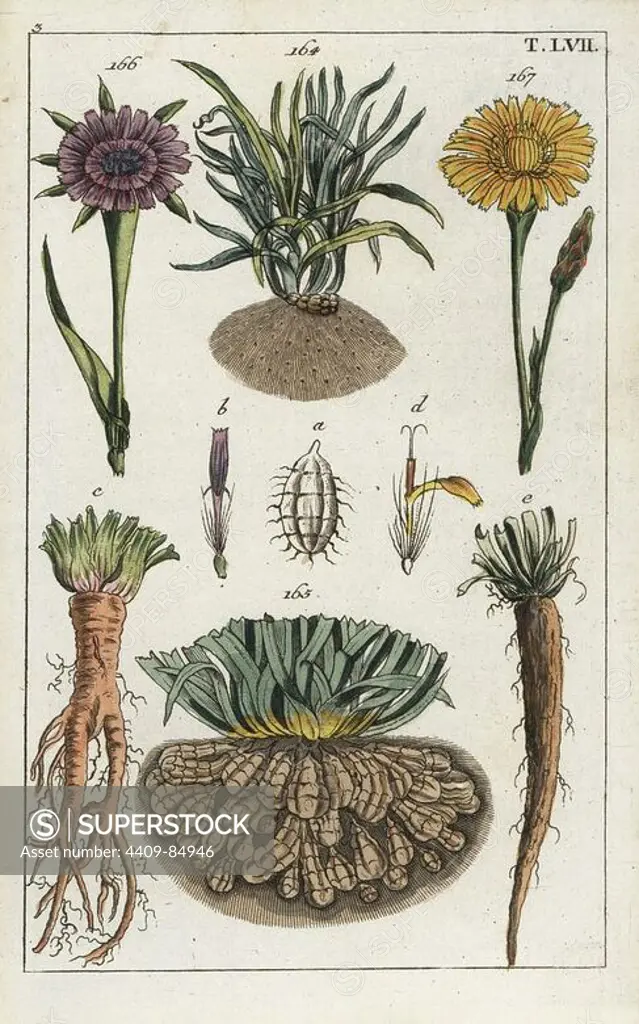 Chufa sedge, Cyperus esculentus leaves 164 and roots 165, salsify, Tragopogon porrifolium flower 166 and root (c), and Spanish salsify, Scorzonera hispanica flower 167 and root (d). Handcolored copperplate engraving of a botanical illustration from G. T. Wilhelm's "Unterhaltungen aus der Naturgeschichte" (Encyclopedia of Natural History), Augsburg, 1811. Gottlieb Tobias Wilhelm (1758-1811) was a clergyman and naturalist in Augsburg, Bavaria.