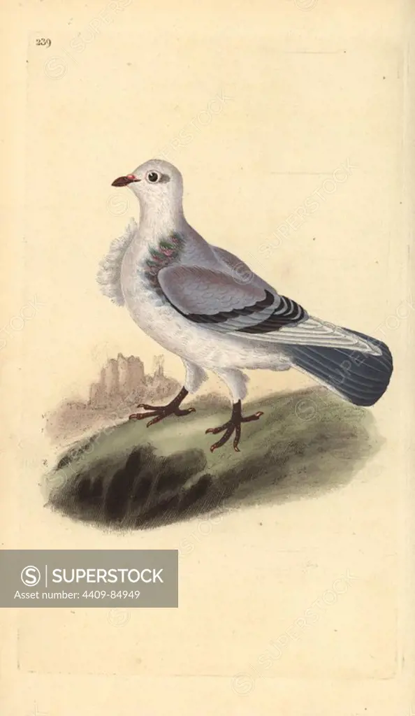Turbit pigeon, Columba livia domestica var. turbita. Handcoloured copperplate drawn and engraved by Edward Donovan from his own "Natural History of British Birds," London, 1794-1819. Edward Donovan (1768-1837) was an Anglo-Irish amateur zoologist, writer, artist and engraver. He wrote and illustrated a series of volumes on birds, fish, shells and insects, opened his own museum of natural history in London, but later he fell on hard times and died penniless.