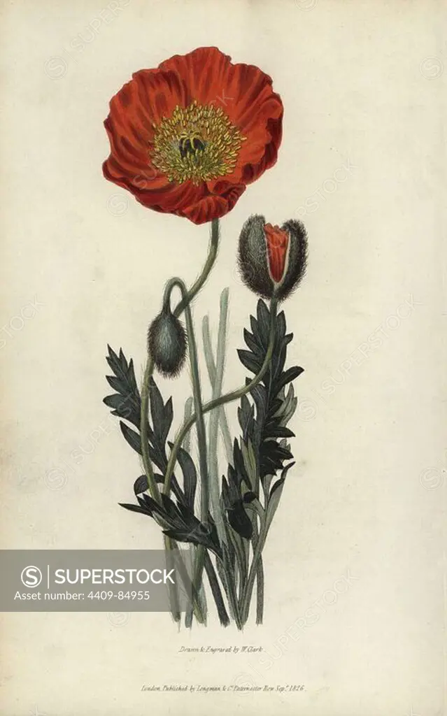 Scarlet naked-stalked poppy, Papaver nudicaule coccinea. Handcoloured botanical illustration drawn and engraved by William Clark from Richard Morris's "Flora Conspicua" London, Longman, Rees, 1826. William Clark was former draughtsman to the London Horticultural Society and illustrated many botanical books in the 1820s and 1830s.