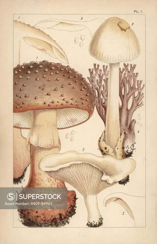 Blusher mushroom, Amanita rubescens 1, grisette, A. vaginata 2, miller or sweetbread, Clitopilus prunulus 3, and coral fungus, Clavulina amethystina 4. Chromolithograph after an illustration by M. C. Cooke from his own "British Edible Fungi, how to distinguish and how to cook them," London, Kegan Paul, 1891. Mordecai Cubitt Cooke (1825-1914) was a British botanist, mycologist and artist. He was curator a the India Musuem from 1860 to 1879, when he transferred along with the botanical collection to the Royal Botanic Gardens, Kew.
