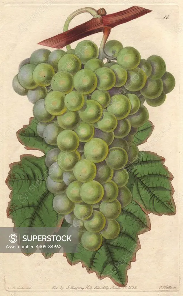 Common muscadine grape, Vitis rotundifolia. Handcoloured copperplate engraving by S. Watts from a botanical illustration by C.M. Curtis from John Lindley's "Pomological Magazine," James Ridgway, London, 1828. The magazine was published in three volumes from 1828 to 1830 and discontinued at plate 152 because of a dispute between the editors. Lindley (1795-1865) was an English botanist and gardener who published books on roses, orchids, and fruit.