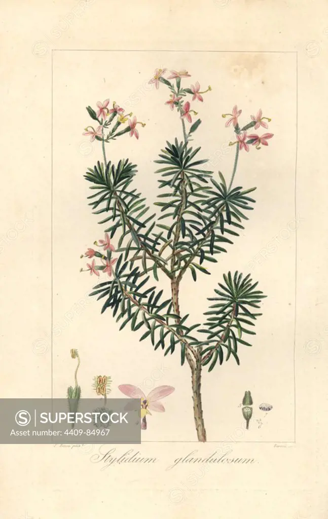 Bushy triggerplant, Stylidium glandulosum, native to Australia. Handcoloured stipple engraving on copper by Barrois from a botanical illustration by Pancrace Bessa from Mordant de Launay's "Herbier General de l'Amateur," Audot, Paris, 1820. The Herbier was published from 1810 to 1827 and edited by Mordant de Launay and Loiseleur-Deslongchamps. Bessa (1772-1830s), along with Redoute and Turpin, is considered one of the greatest French botanical artists of the 19th century.