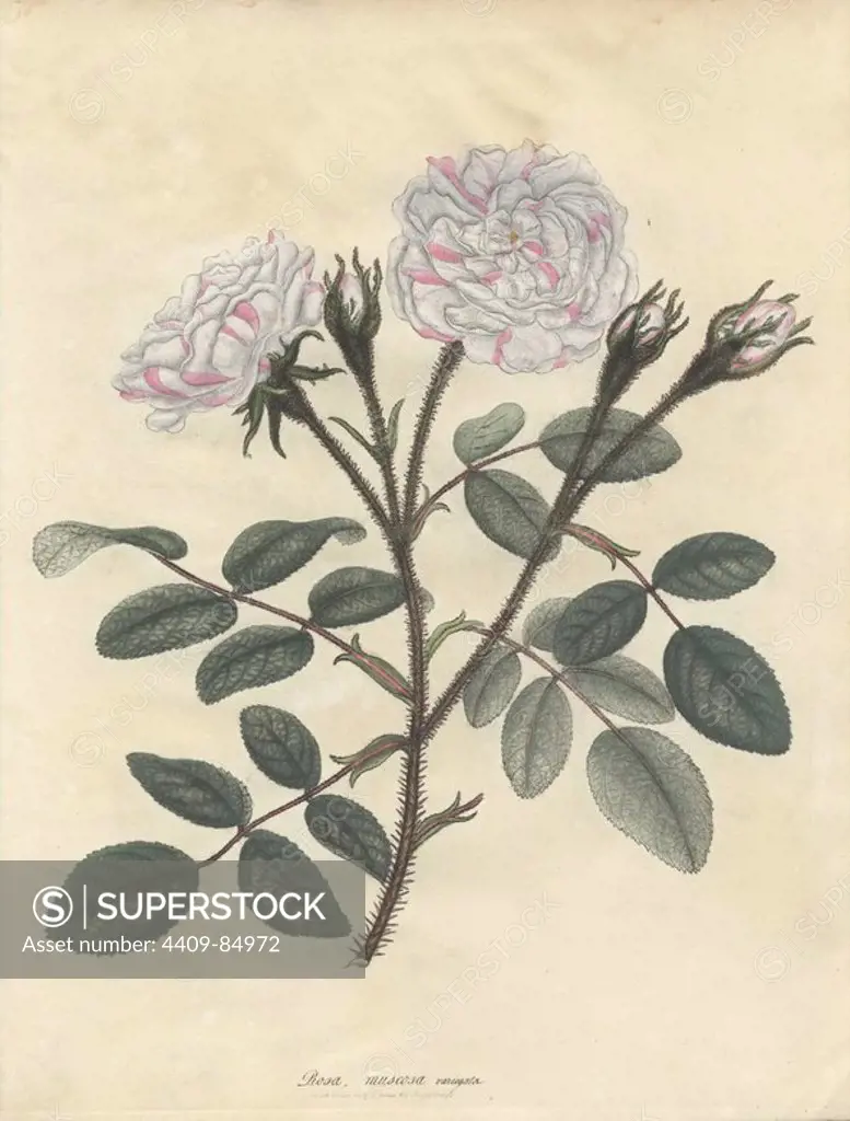 Variegated moss rose, Rosa muscosa variegata. Handcoloured copperplate botanical drawn, engraved and coloured by Henry Charles Andrews for his own "Roses, a monograph of the genus Rosa," London, 1806. Andrews was an English botanist, artist and engraver who published the "Botanist's Repository" from 1797 to 1812 and separate volumes on roses, geraniums and heaths.