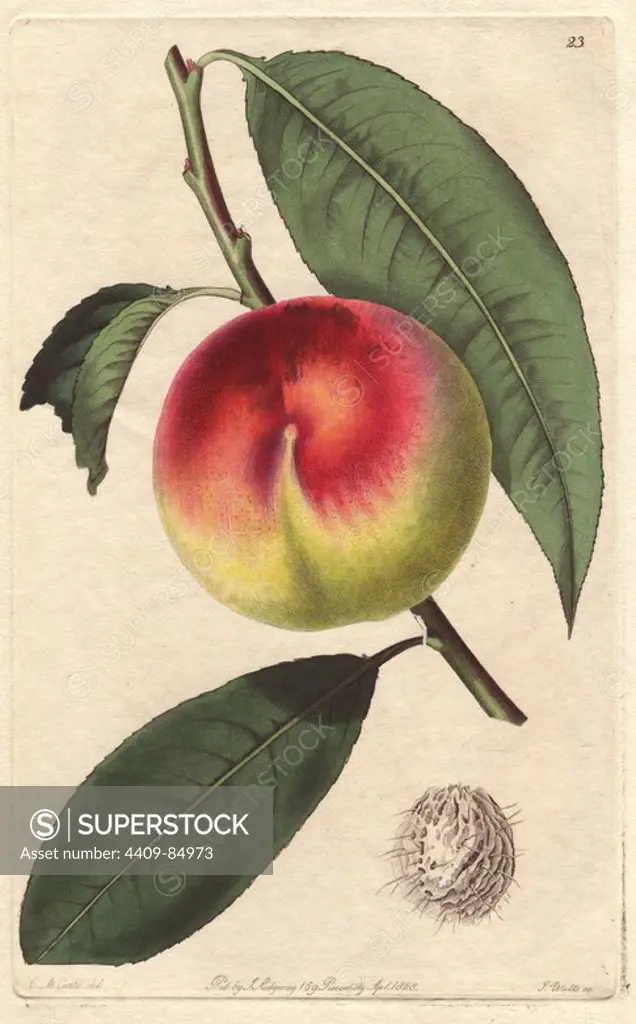 Grosse Mignonne peach, Prunus persica, melting peach. Handcoloured copperplate engraving by S. Watts from a botanical illustration by C.M. Curtis from John Lindley's "Pomological Magazine," James Ridgway, London, 1828. The magazine was published in three volumes from 1828 to 1830 and discontinued at plate 152 because of a dispute between the editors. Lindley (1795-1865) was an English botanist and gardener who published books on roses, orchids, and fruit.
