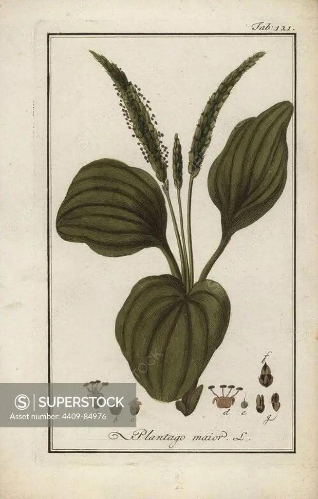 Greater plantain, Plantago major, native to Europe and Asia. Handcoloured copperplate botanical engraving from Johannes Zorn's "Afbeelding der Artseny-Gewassen," Jan Christiaan Sepp, Amsterdam, 1796. Zorn first published his illustrated medical botany in Nurnberg in 1780 with 500 plates, and a Dutch edition followed in 1796 published by J.C. Sepp with an additional 100 plates. Zorn (1739-1799) was a German pharmacist and botanist who collected medical plants from all over Europe for his "Icones plantarum medicinalium" for apothecaries and doctors.