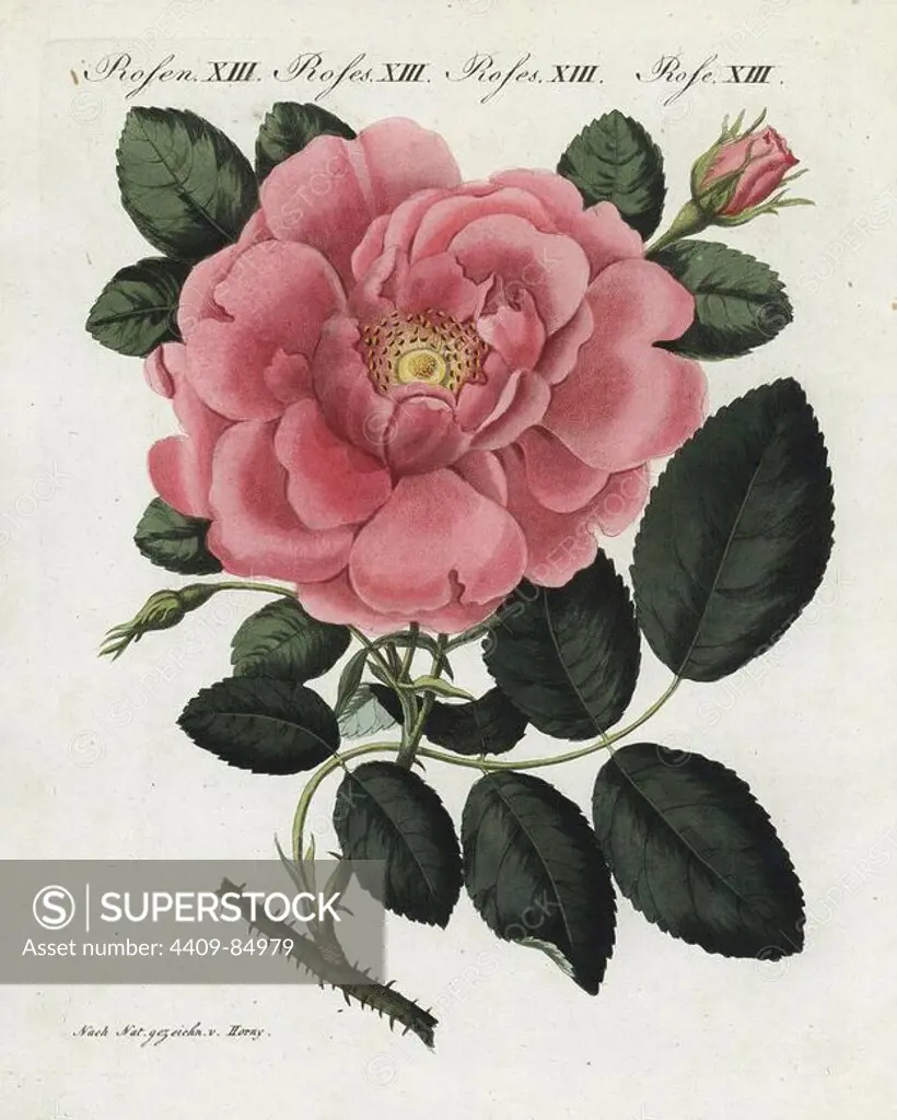 Large flowered Damask rose, Rosa damascena grandiflora. Handcoloured copperplate engraving from an illustration drawn from nature by Horny from Bertuch's "Bilderbuch fur Kinder" (Picture Book for Children), Weimar, 1790-1830. Friedrich Johann Bertuch (1747-1822) was a German publisher and man of arts most famous for his 12-volume encyclopedia for children illustrated with 1,200 engraved plates on natural history, science, costume, mythology, etc.