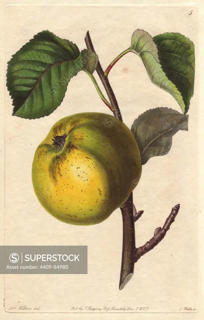 Oslin apple, Malus domestica, hybrid variety also known as the Arbroath pippin. Handcoloured copperplate engraving by S. Watts from a botanical illustration by Augusta Withers from John Lindley's "Pomological Magazine," James Ridgway, London, 1828. The magazine was published in three volumes from 1828 to 1830 and discontinued at plate 152 because of a dispute between the editors. Lindley (1795-1865) was an English botanist and gardener who published books on roses, orchids, and fruit. Mrs. Withers (1793-1877) was an eminent Victorian botanical artist and Flower Painter in Ordinary to Queen Adelaide.
