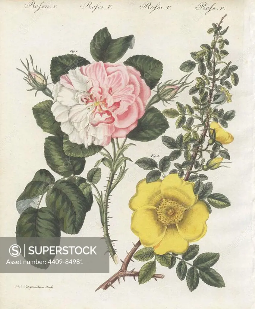 Damask rose, Rosa damascena basilica, and single yellow rose, Rosa lutea simplex. Handcoloured copperplate engraving from an illustration drawn from nature by Stark from Bertuch's "Bilderbuch fur Kinder" (Picture Book for Children), Weimar, 1790-1830. Friedrich Johann Bertuch (1747-1822) was a German publisher and man of arts most famous for his 12-volume encyclopedia for children illustrated with 1,200 engraved plates on natural history, science, costume, mythology, etc.