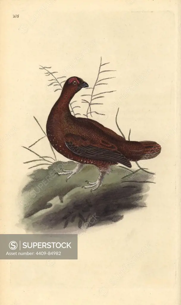 Red grouse, Lagopus lagopus scotica. Handcoloured copperplate drawn and engraved by Edward Donovan from his own "Natural History of British Birds," London, 1794-1819. Edward Donovan (1768-1837) was an Anglo-Irish amateur zoologist, writer, artist and engraver. He wrote and illustrated a series of volumes on birds, fish, shells and insects, opened his own museum of natural history in London, but later he fell on hard times and died penniless.