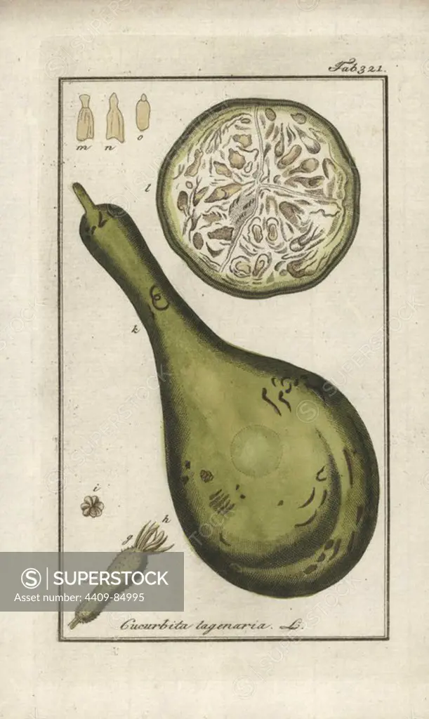 Calabash gourd, Lagenaria siceraria. Handcoloured copperplate botanical engraving from Johannes Zorn's "Afbeelding der Artseny-Gewassen," Jan Christiaan Sepp, Amsterdam, 1796. Zorn first published his illustrated medical botany in Nurnberg in 1780 with 500 plates, and a Dutch edition followed in 1796 published by J.C. Sepp with an additional 100 plates. Zorn (1739-1799) was a German pharmacist and botanist who collected medical plants from all over Europe for his "Icones plantarum medicinalium" for apothecaries and doctors.