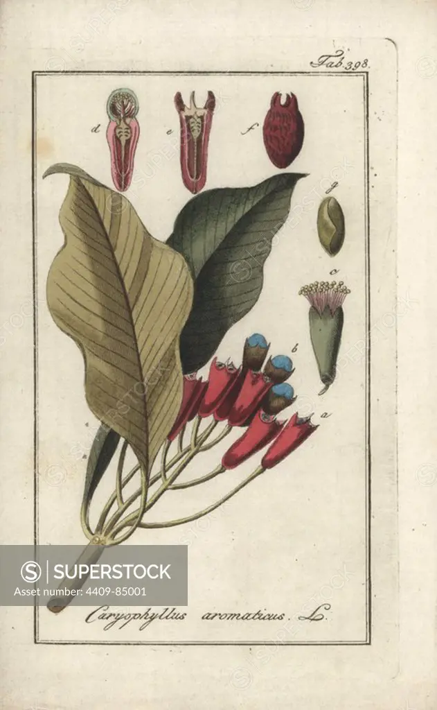 Clove tree, Syzygium aromaticum. Handcoloured copperplate botanical engraving from Johannes Zorn's "Afbeelding der Artseny-Gewassen," Jan Christiaan Sepp, Amsterdam, 1796. Zorn first published his illustrated medical botany in Nurnberg in 1780 with 500 plates, and a Dutch edition followed in 1796 published by J.C. Sepp with an additional 100 plates. Zorn (1739-1799) was a German pharmacist and botanist who collected medical plants from all over Europe for his "Icones plantarum medicinalium" for apothecaries and doctors.