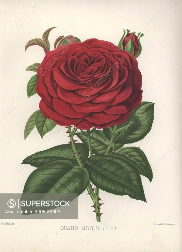 Grand Mogul crimson hybrid rose. Chromolithograph by Georges Severeyns from an illustration by Walter H. Fitch from William Paul's "The Rose Garden in two divisions," London, 1888. First issued in 1848 with 15 coloured plates, "The Rose Garden" soon became a standard work on roses and ran to 10 editions, the last in 1903. The illustrations for the 9th edition were by Walter Fitch, the famous artist who illustrated Curtis' "Botanical Magazine" for many years.