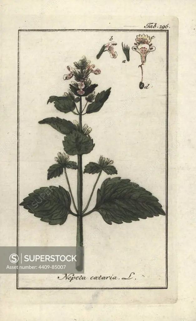 Catnip, Nepeta cataria. Handcoloured copperplate botanical engraving from Johannes Zorn's "Afbeelding der Artseny-Gewassen," Jan Christiaan Sepp, Amsterdam, 1796. Zorn first published his illustrated medical botany in Nurnberg in 1780 with 500 plates, and a Dutch edition followed in 1796 published by J.C. Sepp with an additional 100 plates. Zorn (1739-1799) was a German pharmacist and botanist who collected medical plants from all over Europe for his "Icones plantarum medicinalium" for apothecaries and doctors.