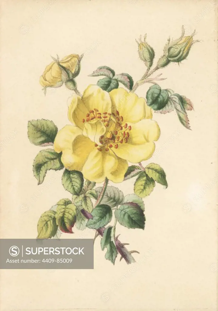 Yellow bramble rose, Rosa lutea, from Robert Tyas' "Queen of Flowers, or Memoirs of the Rose," London, 1840. Unsigned handcoloured lithograph, but probably by James Andrews. Little is known about the artist James Andrews (1801~1876) apart from his work. This gifted artist taught flower-painting to young ladies and published a treatise "Lessons in Flower Painting" in 1835. Blunt calls him "an illustrator of sentimental flower books," but admits that he was "very talented." His signature JA can be found in many botanical gift books for publisher Robert Tyas from "The Sentiment of Flowers" (1836) to "Flowers from Foreign Lands" (1853).