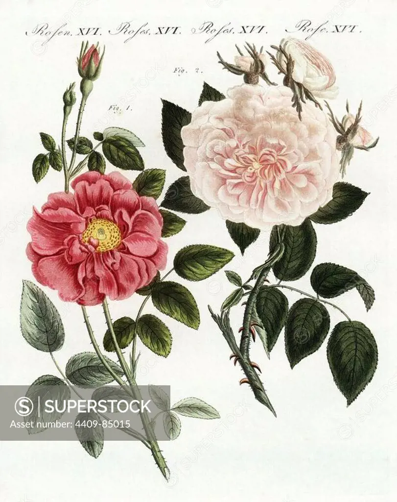French rose, Rosa gallica, and flesh-colored pink rose, Rosa truncata carnea major. Handcoloured copperplate engraving from Bertuch's "Bilderbuch fur Kinder" (Picture Book for Children), Weimar, 1790-1830. Friedrich Johann Bertuch (1747-1822) was a German publisher and man of arts most famous for his 12-volume encyclopedia for children illustrated with 1,200 engraved plates on natural history, science, costume, mythology, etc.