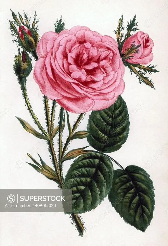 Mossy hundred-leaved rose, cent-feuilles moussue, Rosa centifolia variety. Chromolithograph drawn and lithographed after nature by F. Grobon from Hippolyte Jamain and Eugene Forney's "Les Roses," Paris, J. Rothschild, 1873. Jamain was a rose grower and Forney a professor of arboriculture. François Frédéric Grobon (1815-1901) ran his own atelier and illustrated "Fleurs" after Redoute with his brother Anthelme as the Grobon freres.