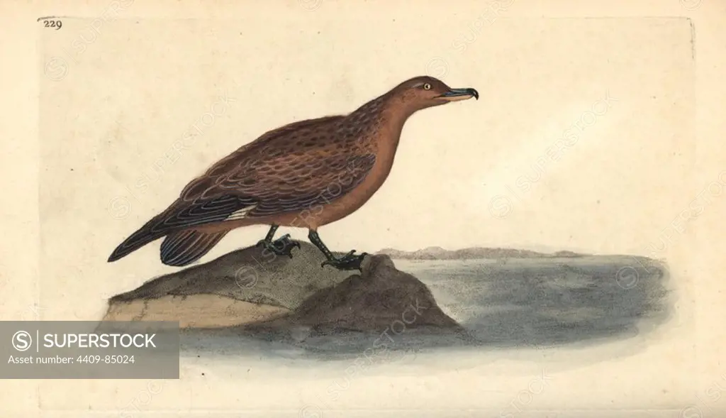 Great skua, Stercorarius skua. Handcoloured copperplate drawn and engraved by Edward Donovan from his own "Natural History of British Birds," London, 1794-1819. Edward Donovan (1768-1837) was an Anglo-Irish amateur zoologist, writer, artist and engraver. He wrote and illustrated a series of volumes on birds, fish, shells and insects, opened his own museum of natural history in London, but later he fell on hard times and died penniless.