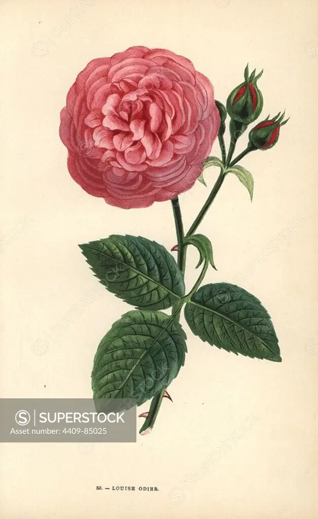 Louise Odier rose, hybrid of the Ile Bourbon rose, raised by Monsieur Margottin in Paris in 1851. Chromolithograph drawn and lithographed after nature by F. Grobon from Hippolyte Jamain and Eugene Forney's "Les Roses," Paris, J. Rothschild, 1873. Jamain was a rose grower and Forney a professor of arboriculture. François Frédéric Grobon (1815-1901) ran his own atelier and illustrated "Fleurs" after Redoute with his brother Anthelme as the Grobon freres.