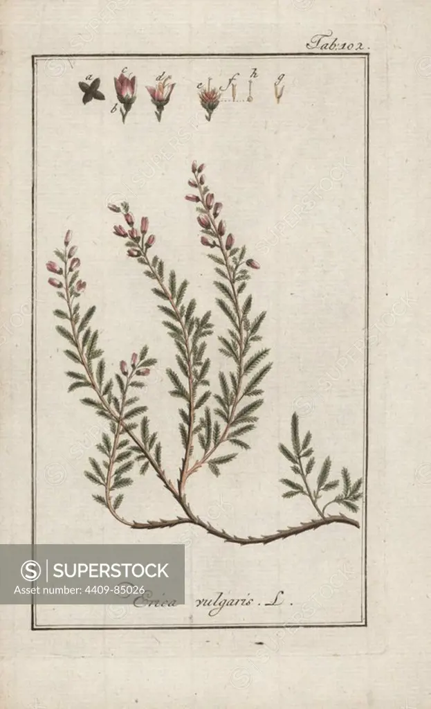Common heather, Calluna vulgaris, native to Europe and Asia Minor. Handcoloured copperplate botanical engraving from Johannes Zorn's "Afbeelding der Artseny-Gewassen," Jan Christiaan Sepp, Amsterdam, 1796. Zorn first published his illustrated medical botany in Nurnberg in 1780 with 500 plates, and a Dutch edition followed in 1796 published by J.C. Sepp with an additional 100 plates. Zorn (1739-1799) was a German pharmacist and botanist who collected medical plants from all over Europe for his "Icones plantarum medicinalium" for apothecaries and doctors.