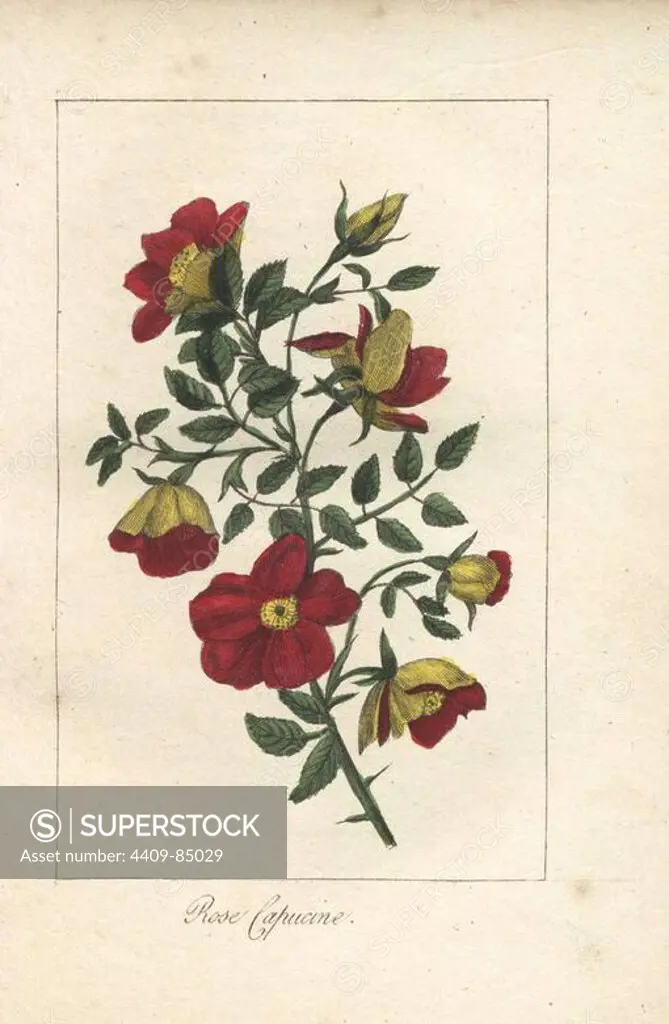 Rose capucine, Austrian copper rose, Rosa foetida. Handcoloured copperplate engraving of an illustration by Mlle. Prudhomme from "Hommage rendu a la Rose," Paris, circa 1815. A gift book with the history of the rose and a dozen botanical miniatures.