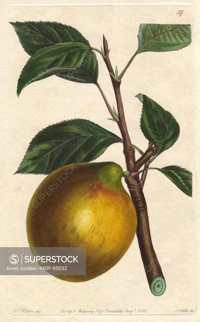 Lemon pippin apple, Malus domestica. Handcoloured copperplate engraving by S. Watts from a botanical illustration by Augusta Withers from John Lindley's "Pomological Magazine," James Ridgway, London, 1828. The magazine was published in three volumes from 1828 to 1830 and discontinued at plate 152 because of a dispute between the editors. Lindley (1795-1865) was an English botanist and gardener who published books on roses, orchids, and fruit. Mrs. Withers (1793-1877) was an eminent Victorian botanical artist and Flower Painter in Ordinary to Queen Adelaide.