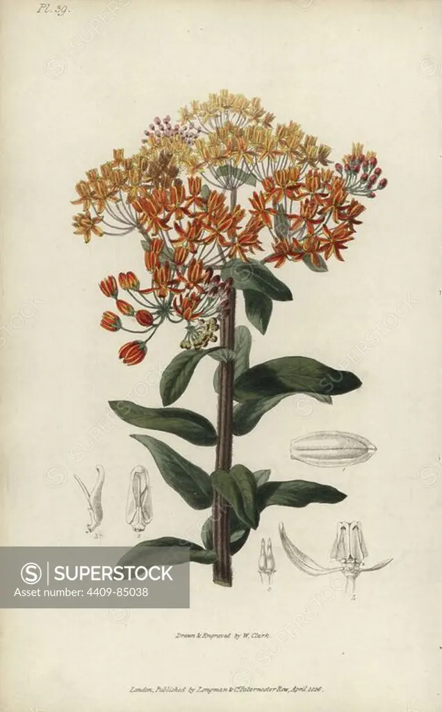 Butterfly weed, Asclepias tuberosa. Handcoloured botanical illustration drawn and engraved by William Clark from Richard Morris's "Flora Conspicua" London, Longman, Rees, 1826. William Clark was former draughtsman to the London Horticultural Society and illustrated many botanical books in the 1820s and 1830s.