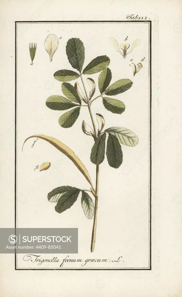 Fenugreek, Trigonella foenum-graecum, native to Asia. Handcoloured copperplate botanical engraving from Johannes Zorn's "Afbeelding der Artseny-Gewassen," Jan Christiaan Sepp, Amsterdam, 1796. Zorn first published his illustrated medical botany in Nurnberg in 1780 with 500 plates, and a Dutch edition followed in 1796 published by J.C. Sepp with an additional 100 plates. Zorn (1739-1799) was a German pharmacist and botanist who collected medical plants from all over Europe for his "Icones plantarum medicinalium" for apothecaries and doctors.