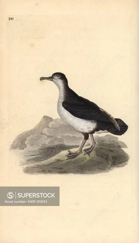 Manx shearwater, Puffinus puffinus. Handcoloured copperplate drawn and engraved by Edward Donovan from his own "Natural History of British Birds," London, 1794-1819. Edward Donovan (1768-1837) was an Anglo-Irish amateur zoologist, writer, artist and engraver. He wrote and illustrated a series of volumes on birds, fish, shells and insects, opened his own museum of natural history in London, but later he fell on hard times and died penniless.