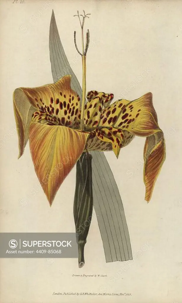 Tiger flower, Tigridia pavonia. Handcoloured botanical illustration drawn and engraved by William Clark from Richard Morris's "Flora Conspicua" London, Longman, Rees, 1826. William Clark was former draughtsman to the London Horticultural Society and illustrated many botanical books in the 1820s and 1830s.