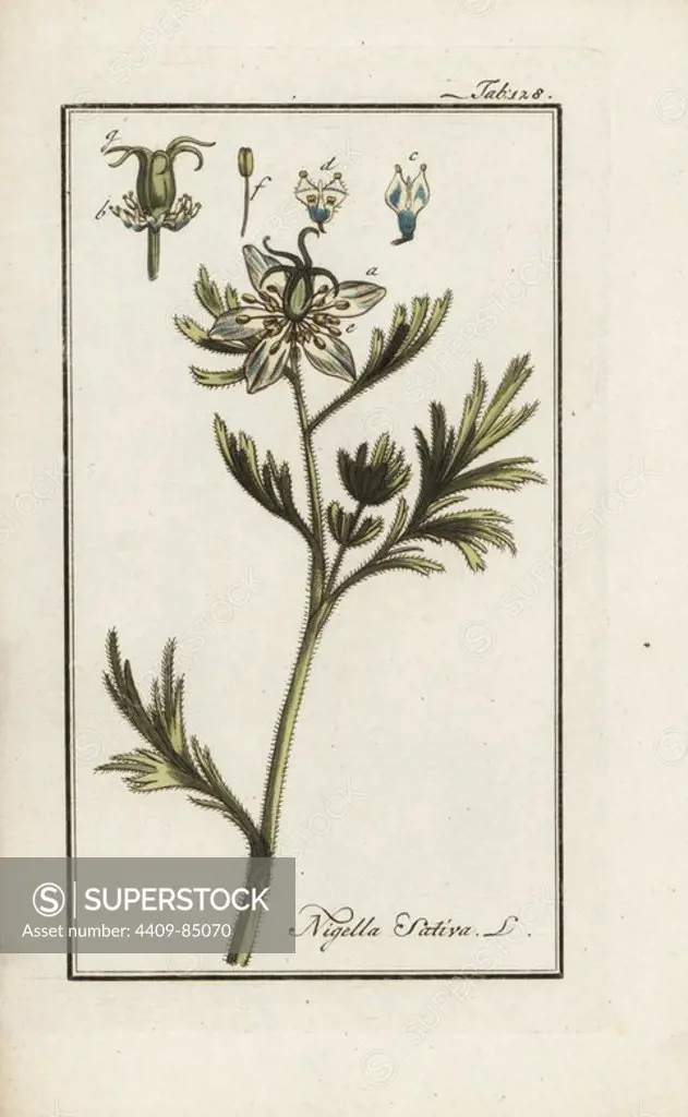 Black cumin, Nigella sativa, native to Asia. Handcoloured copperplate botanical engraving from Johannes Zorn's "Afbeelding der Artseny-Gewassen," Jan Christiaan Sepp, Amsterdam, 1796. Zorn first published his illustrated medical botany in Nurnberg in 1780 with 500 plates, and a Dutch edition followed in 1796 published by J.C. Sepp with an additional 100 plates. Zorn (1739-1799) was a German pharmacist and botanist who collected medical plants from all over Europe for his "Icones plantarum medicinalium" for apothecaries and doctors.