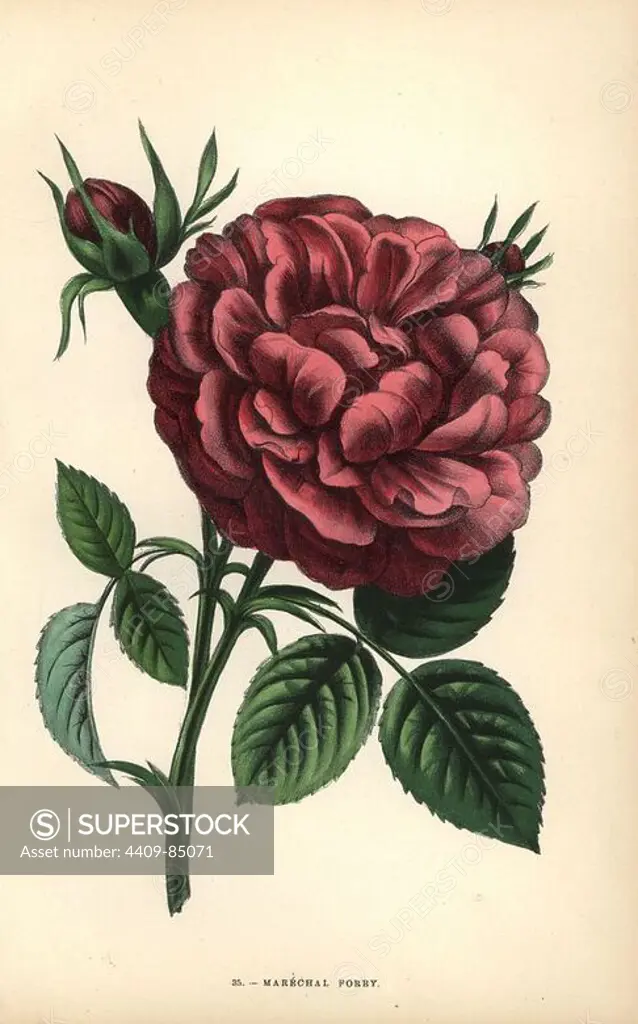 Marechal Forey rose, hybrid raised by Monsieur Margottin in Bourg-la-Reine in 1863. Chromolithograph drawn and lithographed after nature by F. Grobon from Hippolyte Jamain and Eugene Forney's "Les Roses," Paris, J. Rothschild, 1873. Jamain was a rose grower and Forney a professor of arboriculture. François Frédéric Grobon (1815-1901) ran his own atelier and illustrated "Fleurs" after Redoute with his brother Anthelme as the Grobon freres.