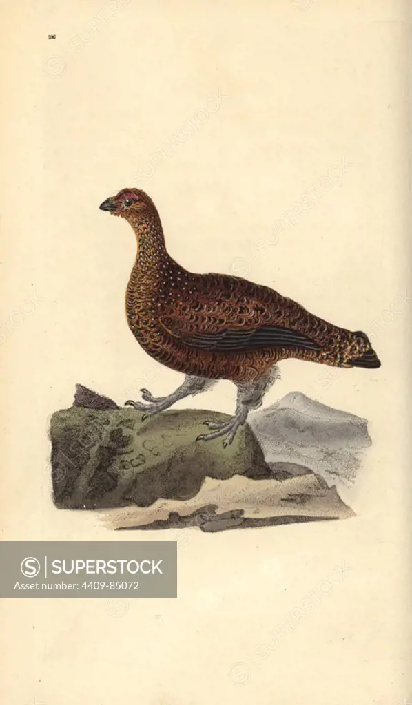 Red grouse (female), Lagopus scotica. Handcoloured copperplate drawn and engraved by Edward Donovan from his own "Natural History of British Birds," London, 1794-1819. Edward Donovan (1768-1837) was an Anglo-Irish amateur zoologist, writer, artist and engraver. He wrote and illustrated a series of volumes on birds, fish, shells and insects, opened his own museum of natural history in London, but later he fell on hard times and died penniless.