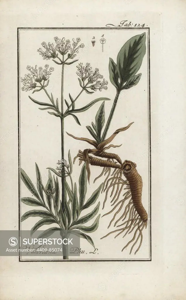 Golden valerian or Aurea, Valeriana phu, native to Europe. Handcoloured copperplate botanical engraving from Johannes Zorn's "Afbeelding der Artseny-Gewassen," Jan Christiaan Sepp, Amsterdam, 1796. Zorn first published his illustrated medical botany in Nurnberg in 1780 with 500 plates, and a Dutch edition followed in 1796 published by J.C. Sepp with an additional 100 plates. Zorn (1739-1799) was a German pharmacist and botanist who collected medical plants from all over Europe for his "Icones plantarum medicinalium" for apothecaries and doctors.